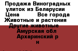 Продажа Виноградных улиток из Беларусии › Цена ­ 250 - Все города Животные и растения » Другие животные   . Амурская обл.,Архаринский р-н